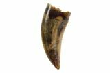 Serrated, Theropod (Raptor) Tooth - Montana #97410-1